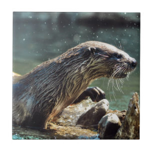 River Otter Animal-Lover's Wildlife Foto Fliese