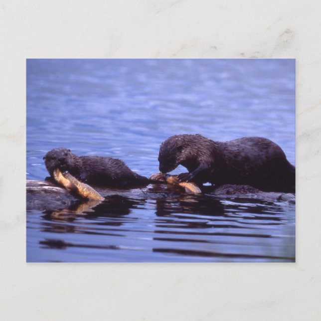 River Otters Wildlife Series # 15 Postcard Postkarte (Vorderseite)