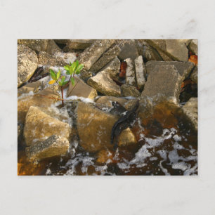 River Rocks Cement Blocks und Mangrove Seedling Postkarte