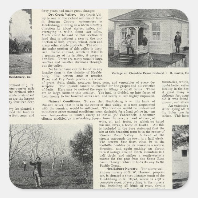 Riverdale Prune Orchard, Kalifornien Quadratischer Aufkleber (Vorderseite)