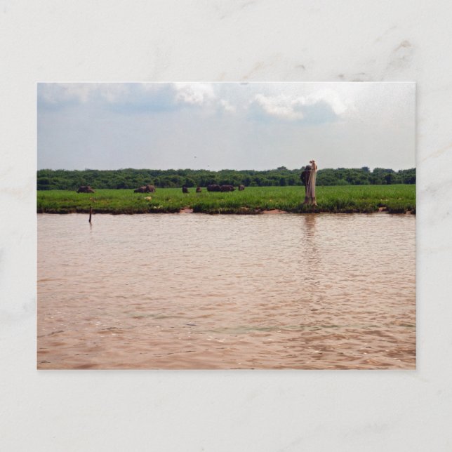 Riverside Water Buffalo und Fisherman, Kambodscha Postkarte (Vorderseite)