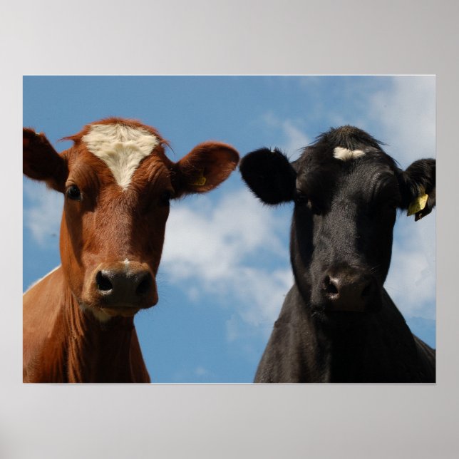 Riverton Cows, Devon, England Poster (Vorne)