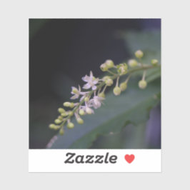 Rivina humilis aufkleber