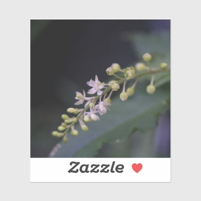 Rivina humilis aufkleber (Blatt)