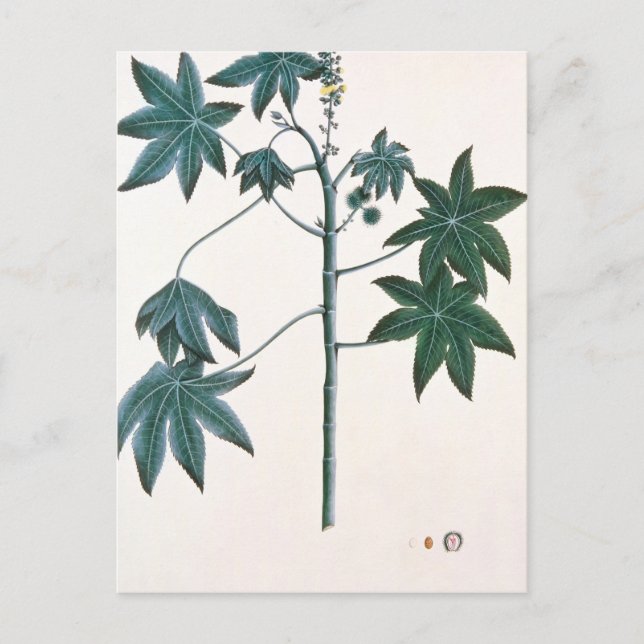 Rizinöl-Pflanze, c.1801-4 Postkarte (Vorderseite)