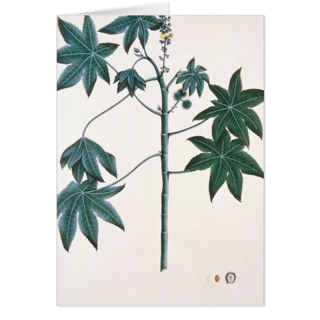 Rizinusöl-Pflanze, c.1801-4 (Vorne)