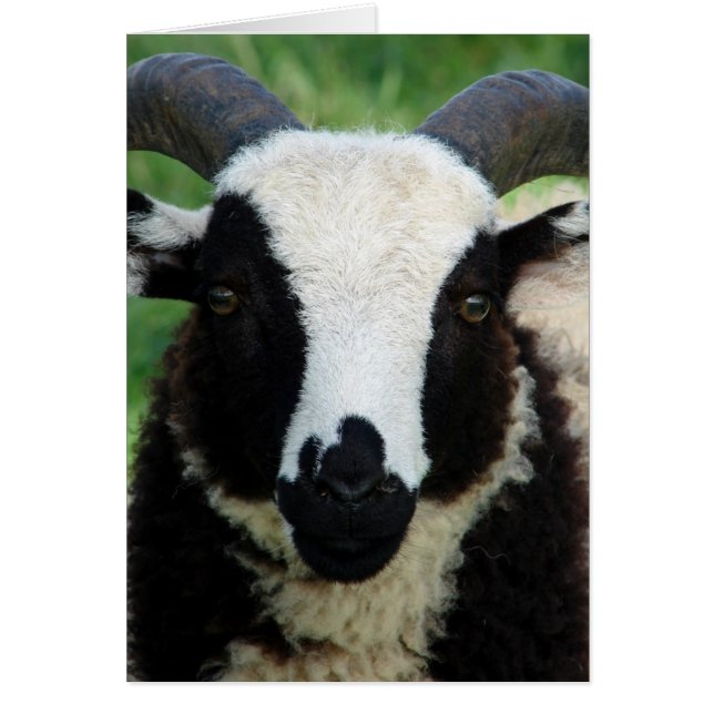 RJ the Jacob Ram Lamb (Vorne)