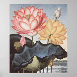 RJ Thornton - Die heilige ägyptische Bean - Lotus Poster