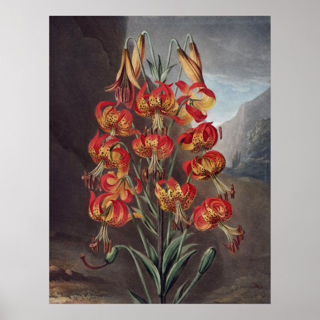 RJ Thornton - The Supurb Lily Poster (Vorne)