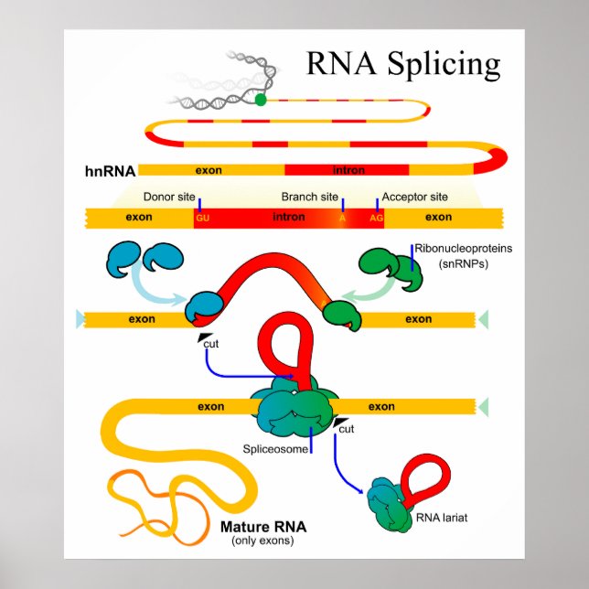 RNA Splicing Molecular Biology Genetics Diagramm Poster (Vorne)