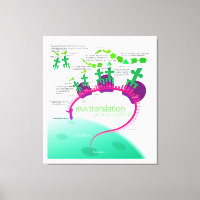 RNA-Übersetzung in Proteinsynthese-Diagramm