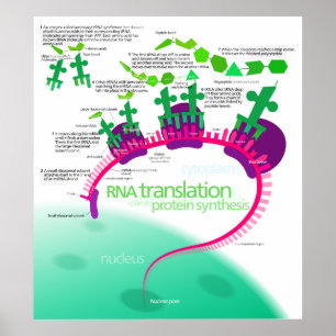 RNA-Übersetzung in Proteinsynthese-Diagramm Poster