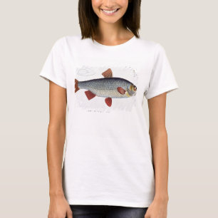 Roach (Cyprinus Rutilis), Platte II aus "Ichthyolo T-Shirt