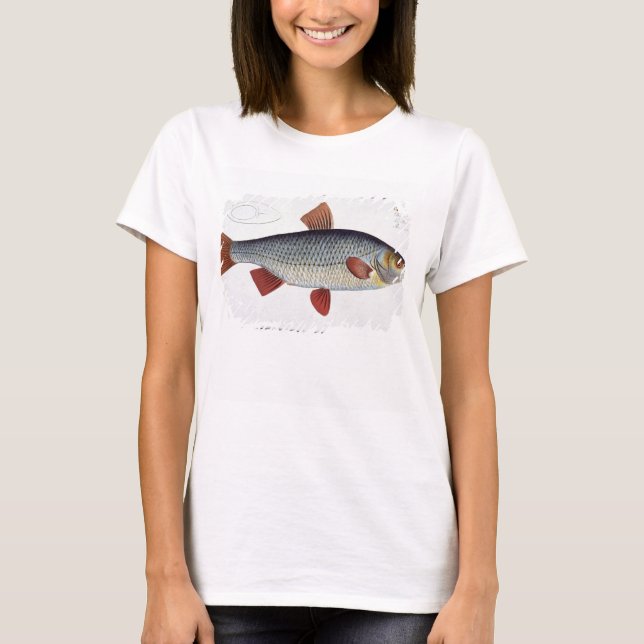 Roach (Cyprinus Rutilis), Platte II aus "Ichthyolo T-Shirt (Vorderseite)