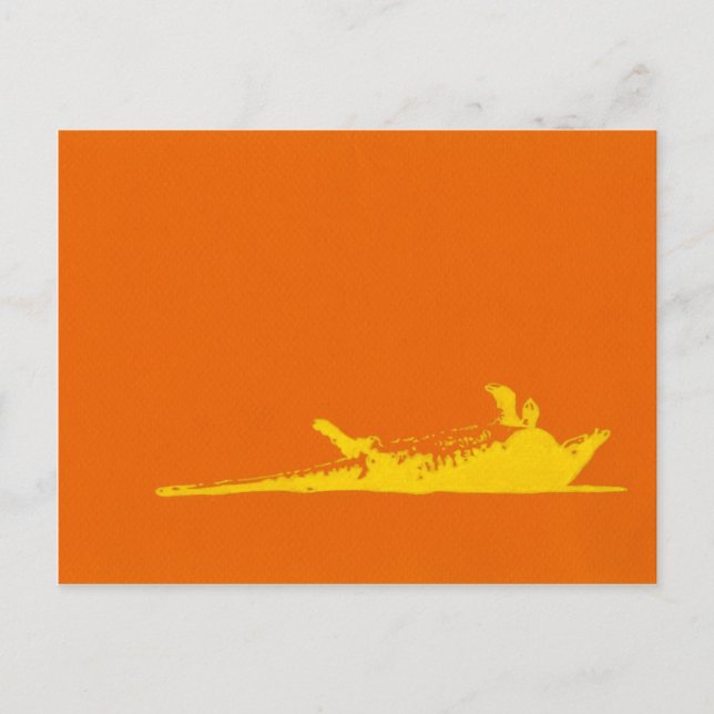 ROAD KILL ARMADILLO POSTKARTE (Vorderseite)