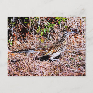 Roadrunner Bird Postkarte