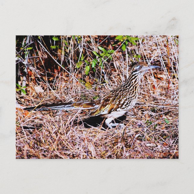 Roadrunner Bird Postkarte (Vorderseite)
