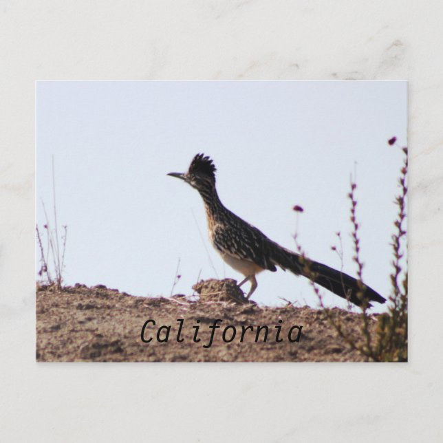 RoadRunner California Postkarte (Vorderseite)