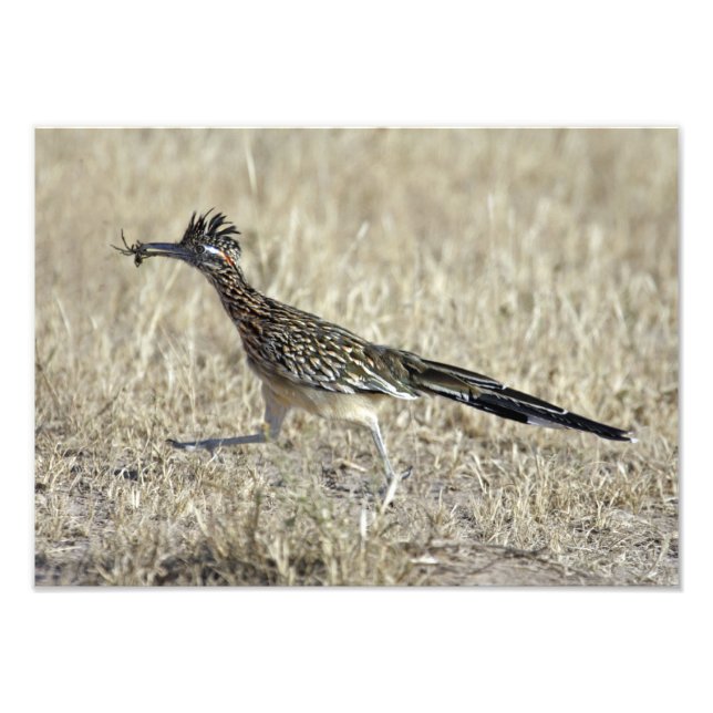 Roadrunner Fotodruck (Vorne)