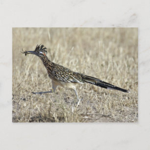 Roadrunner-Fotografie-Postkarte Postkarte