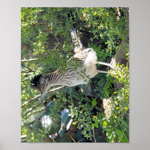 Roadrunner in der Landschaft von Arizona Poster