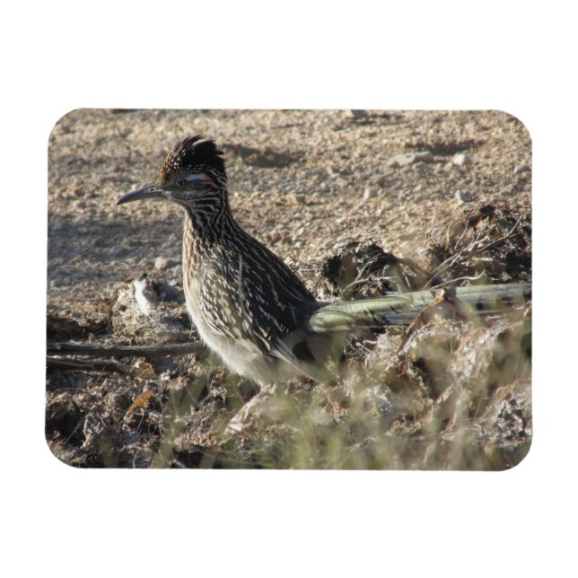 Roadrunner Magnet (Horizontal)