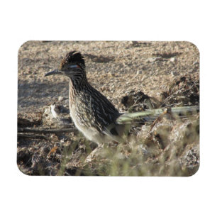 Roadrunner-Magnet Magnet