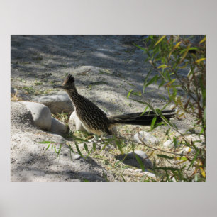 Roadrunner-Plakat Poster
