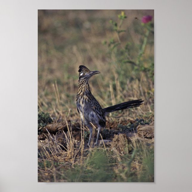 Roadrunner Poster (Vorne)