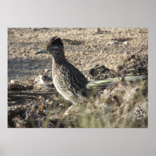 Roadrunner Poster