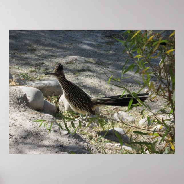 Roadrunner Poster (Vorne)