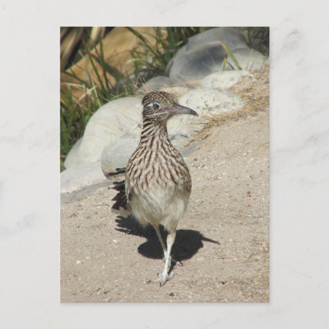 Roadrunner Postkarte (Vorderseite)