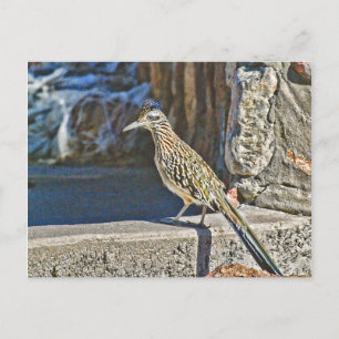 Roadrunner Postkarte