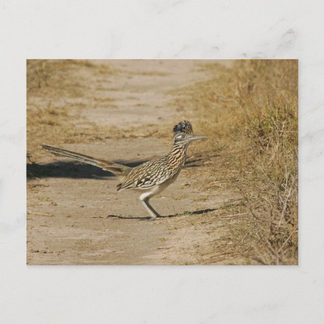 Roadrunner Postkarte (Vorderseite)