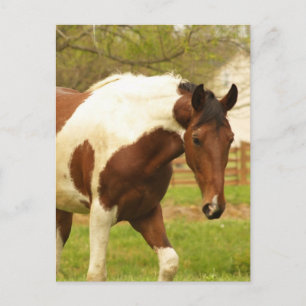 Roaming Paint Horse Postcard Postkarte