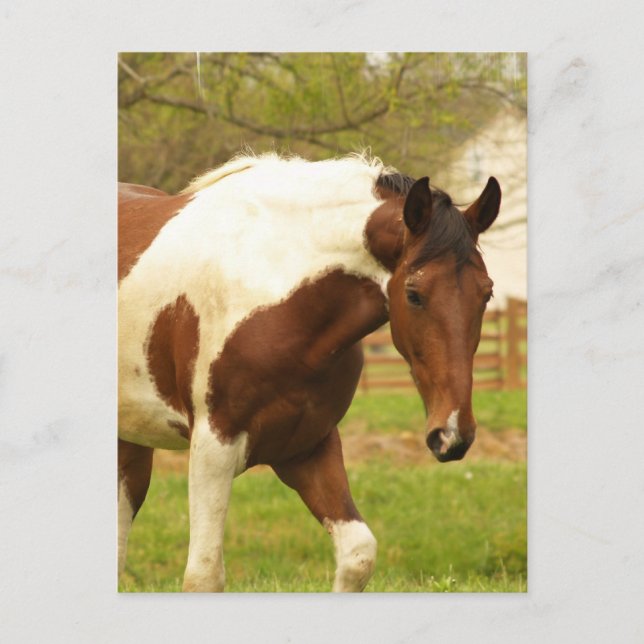 Roaming Paint Horse Postcard Postkarte (Vorderseite)