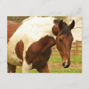 Roaming Paint Horse Postcard Postkarte