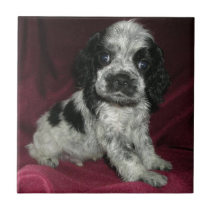 roan Amerikaner-cocker spaniel-Welpe, Apollo Fliese