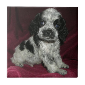 roan Amerikaner-cocker spaniel-Welpe, Apollo Fliese