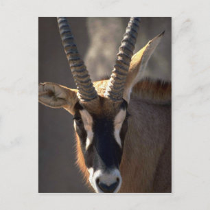 Roan Antelope Head Postkarte