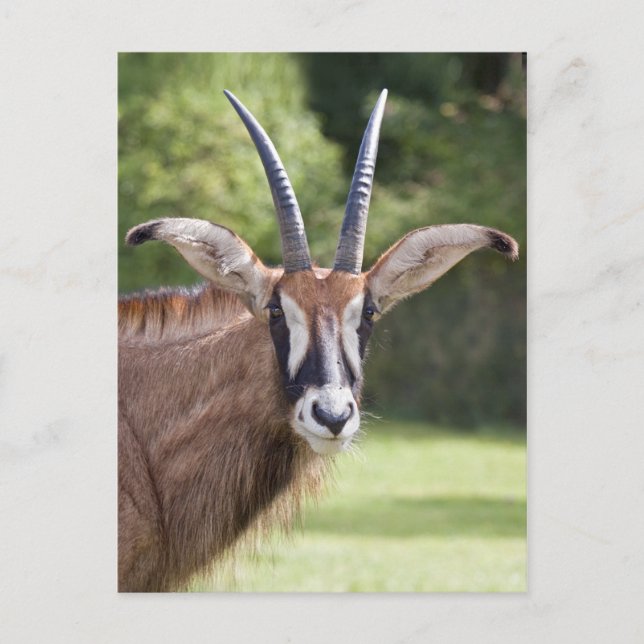 Roan Antelope Postcard Postkarte (Vorderseite)