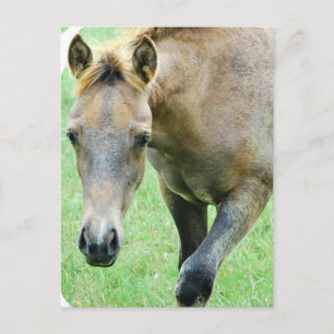 Roan Horse Foto Postkarte