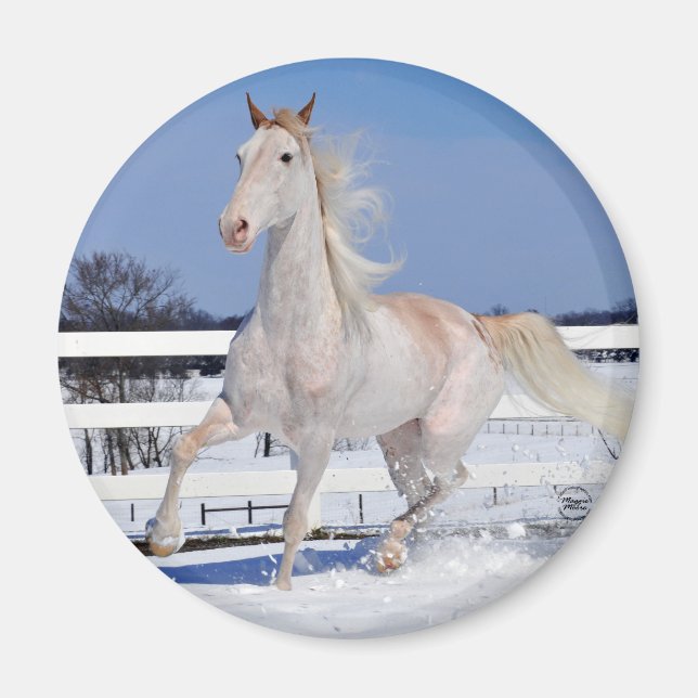 Roan in Snow Magnet (Vorne)