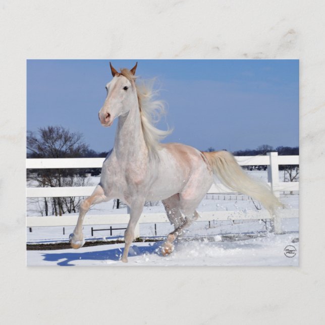 Roan in Snow Postkarte (Vorderseite)