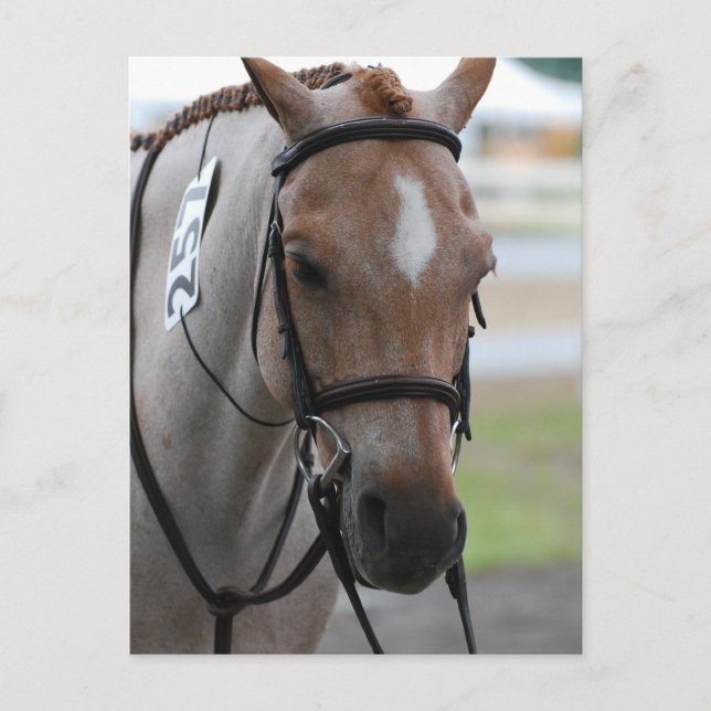 Roan Pony Postcards Postkarte (Vorderseite)