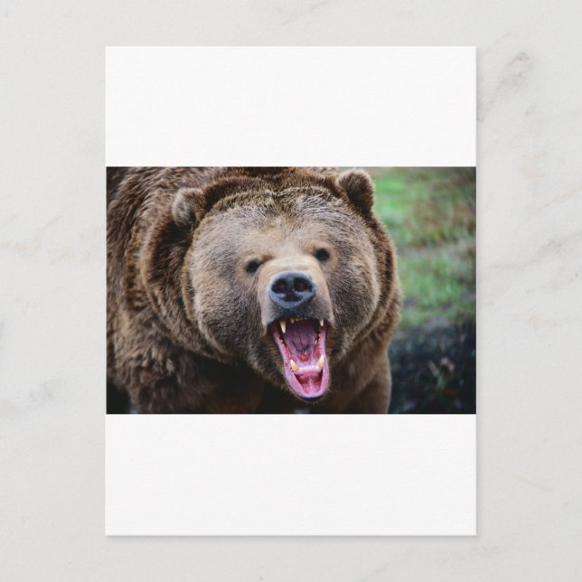 Roaring Grizzly Bear Postkarte (Vorderseite)