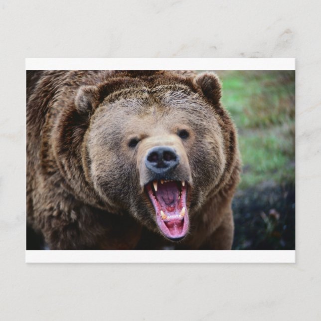 Roaring Grizzly Bear Postkarte (Vorderseite)