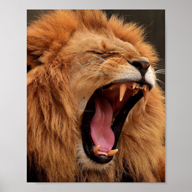 ROARING LION POSTER (Vorne)