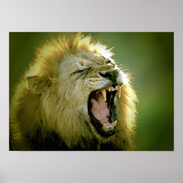 Roaring Lion Poster - Tierfotografie Art (Vorne)