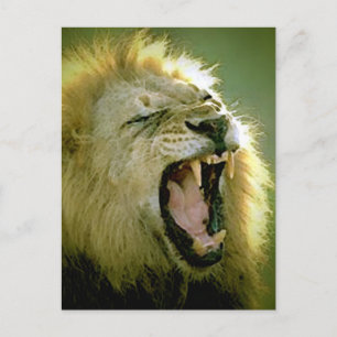 Roaring Lion Postkarte